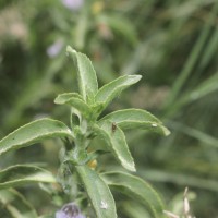 Hygrophila balsamica (L.f.) Raf.